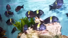 Technik im Aquarium Becken 440