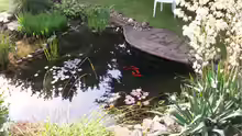 Teich jetzt im Sommer von oben - inzwischen müssen einige Stellen ausgebessert werden