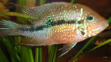 Thorichthys ellioti bzw. Elliots Buntbarsch
