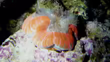 Trachyphyllia geoffroyi nachts mit Tentakelkrone
