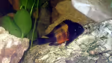 Tropheus Bemba WF