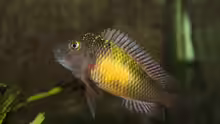 Tropheus moori mupulungu kasakalawe - 12.2011