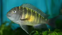 Tropheus moorii ???Kalambo???
