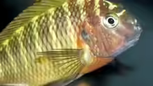 Tropheus sp. Nangu