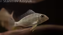 Tylochromis cf. lateralis ´Kinsuka´