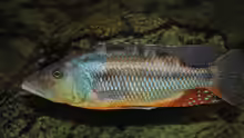 Tyrannochromis Maculiceps