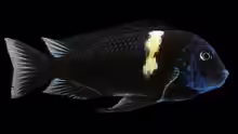 Userbild von CICHLID