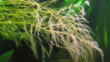 Wurzelfäden in der Strömung
