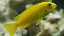 Yellow Weibchen
