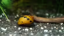 Zebrarennschnecke Orange track