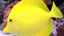 Zebrasoma flavescens - Hawaii Doktor
