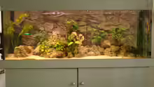 Zorni Aquarium aus Bielefeld
