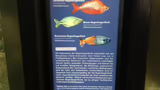 Aquariumfische Aquariumfische