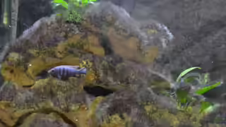 Aquariumfische Aquariumfische