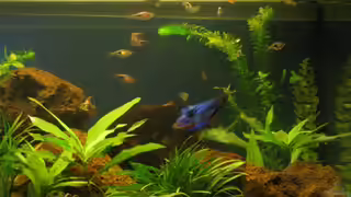 Aquariumfische Aquariumfische