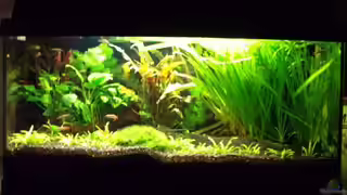 Aquariumfische Aquariumfische