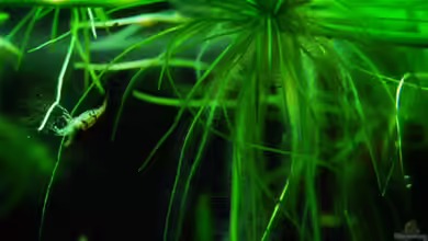 叢迷彩 - Camouflage Dschungel von Benjamin Hamann