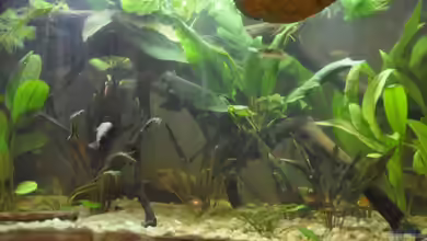 ...from brazil with love...aufgelöst von Patrick Scheffer