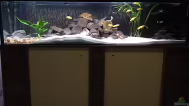 --Lake Tanganjika-- von Haens84