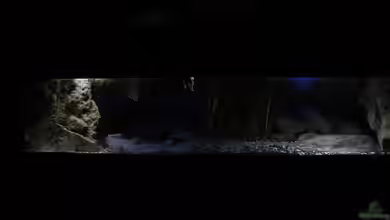 ..tales from the lake..aufgelöst von The Pictus catfish