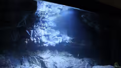 -Malawisee in Köln- von Thomas B.