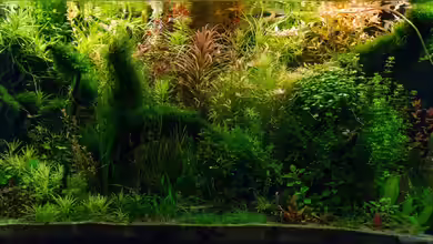 'Amazonas Scape' von Betta Chris