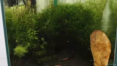 1. Versuch Nano Cube von Ralf Kottmeier