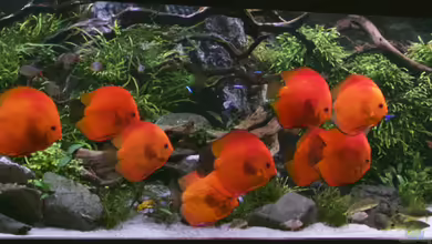 1.400 Liter Diskusparadies von Diskus-Direkt