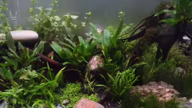 1000 Steine von tsmeey