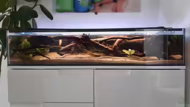 100cm Flussufer Mato Grosso von Berlin42