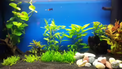 110 L Gesellschaft von Shiml