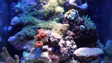 110L - Nanoriff (nur noch als Beispiel) von Amazonasbecken.eu