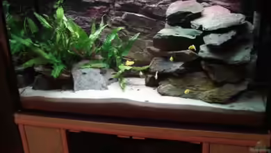 112l Aufzuchtsaquarium von Lukas Szewczyk