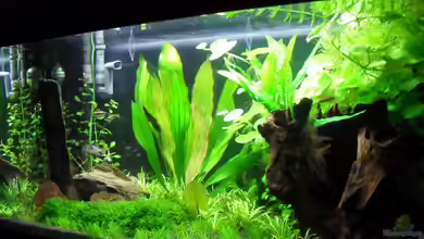 112Ltr. Tropenbecken -nur noch als Beispiel- von -Lipfl-