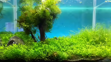 12 Liter Unterwasserlandschaft von Schnegge