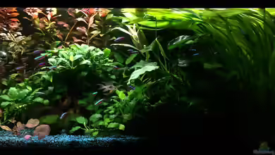 125l-Gesellschaftsbecken von Yasmine