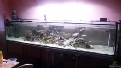 1260 Liter Meeresaquarium von Michael Schulze