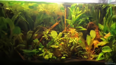 126l Südamerika von A. Twele