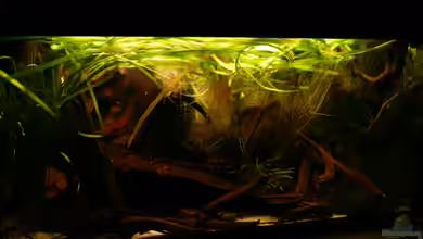 133er von Cichlid Power