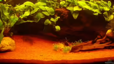 160 Liter Becken von Greedo