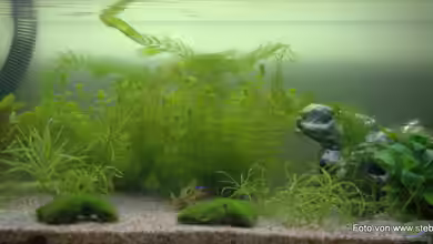 160er Höhle im Wald von SteB-Studio