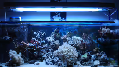 160L Meerwasser (nur noch als Beispiel) von Jane Vogeler