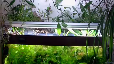 180 Liter Juwel Perlhuhnbecken von Tommarlon