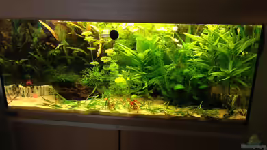 180er von Momo-kocht