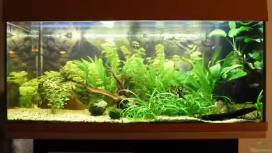 180L Gesellschaftsbecken von Jan Marc