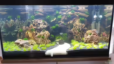 1st Scape von Björn Wanjelik