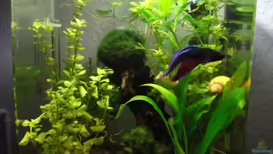 20 L Dennerle Nano Cube von z0oL