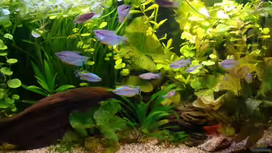 200 Liter Asien / Afrika von bernie-124