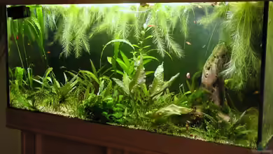 200 Liter Red Fire von Matthias