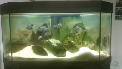 200er Artenbecken Zebrabuntbarsch von Fischer vom Bodensee